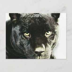 Black Jaguar Panther Eyes Postcard Postkarte