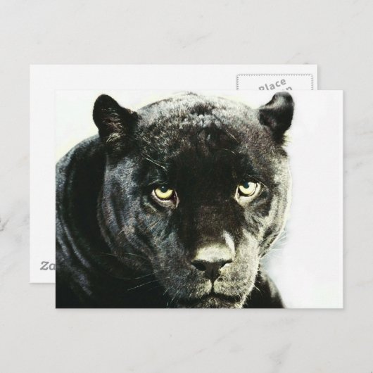 Black Jaguar Panther Postkarte (Vorne/Hinten)