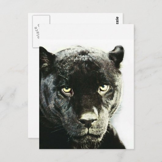 Black Jaguar Panther Postkarte (Vorne/Hinten)