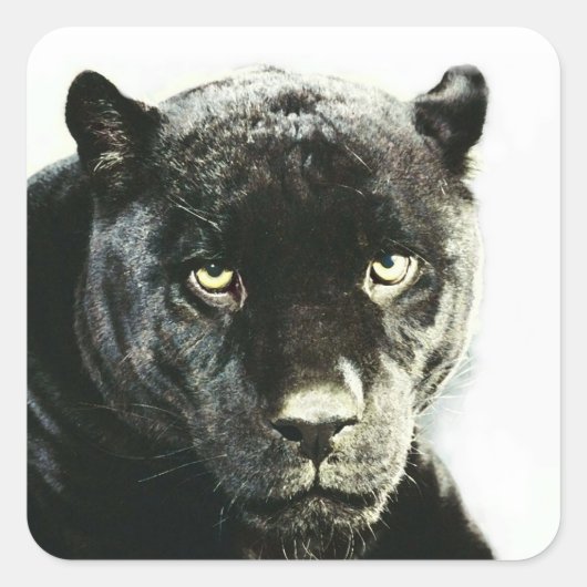 Black Jaguar Panther Square Stickers (Vorderseite)