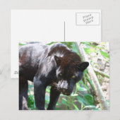 Black Jaguar Postkarte (Vorne/Hinten)