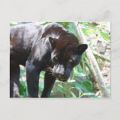 Black Jaguar Postkarte (Vorderseite)