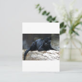 Black Jaguar Postkarte (Stehend Vorderseite)