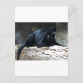 Black Jaguar Postkarte (Vorderseite)