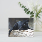 Black Jaguar Postkarte (Stehend Vorderseite)