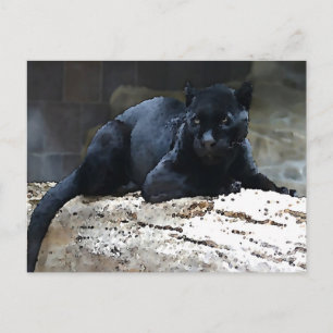 Black Jaguar Postkarte