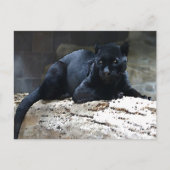 Black Jaguar Postkarte (Vorderseite)