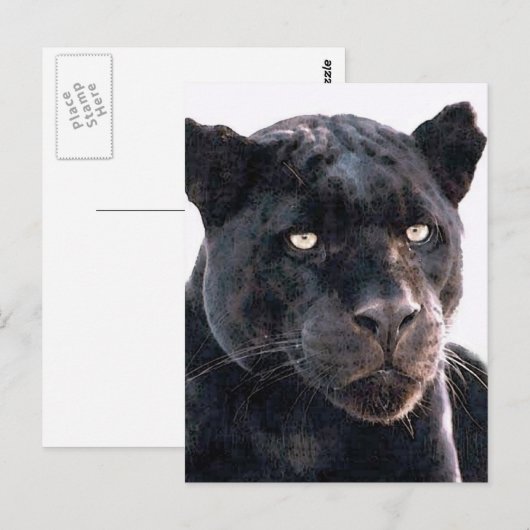 Black Jaguar Postkarte (Vorne/Hinten)