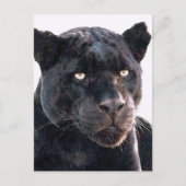 Black Jaguar Postkarte (Vorderseite)