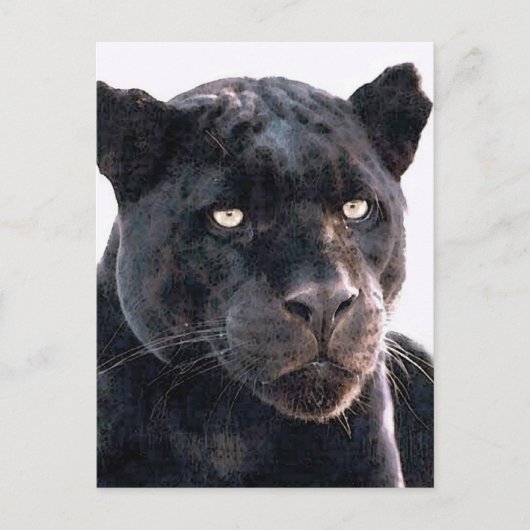Black Jaguar Postkarte (Vorderseite)