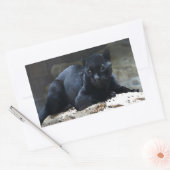 Black Jaguar Rectangle Stickers (Umschlag)
