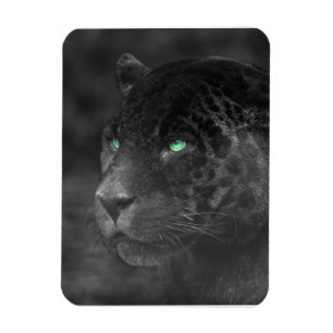 Black Jaguars Emerald Gaze Magnet