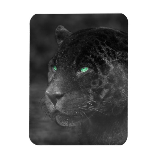 Black Jaguars Emerald Gaze Magnet (Vertikal)