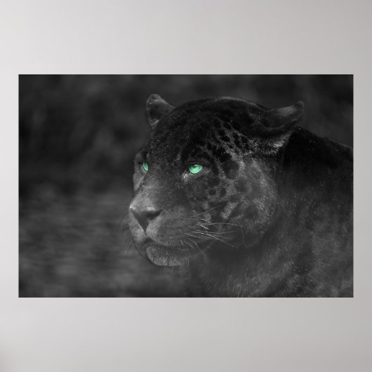 Black Jaguars Emerald Gaze Poster (Vorne)