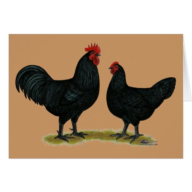 Black Java Chickens (Vorderseite (Horizontal))