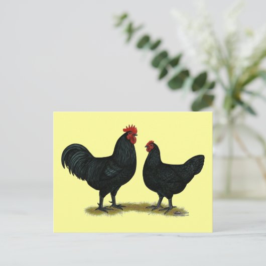 Black Java Chickens Postkarte (Stehend Vorderseite)