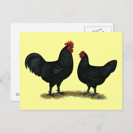 Black Java Chickens Postkarte (Vorne/Hinten)