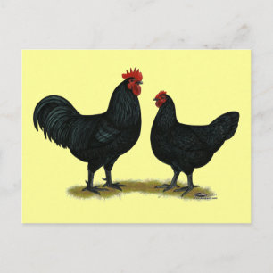 Black Java Chickens Postkarte