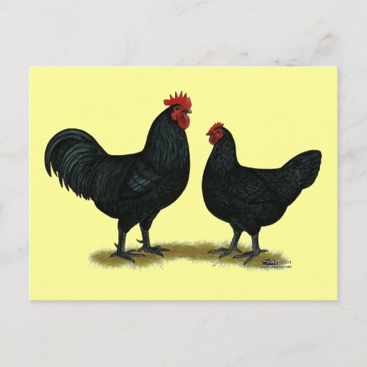 Black Java Chickens Postkarte (Vorderseite)