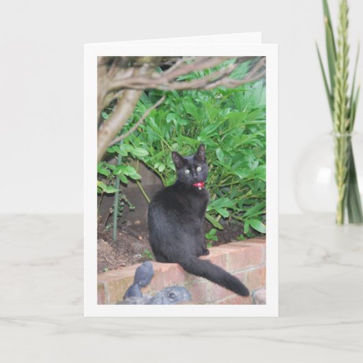 Black Kitten an der Wand Karte (Vorderseite)