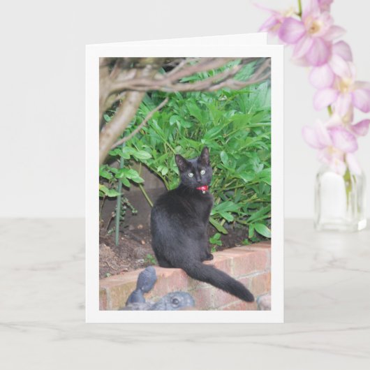 Black Kitten an der Wand Karte (Orchidee)