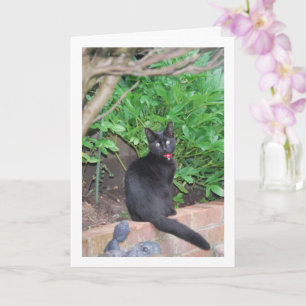 Black Kitten an der Wand Karte