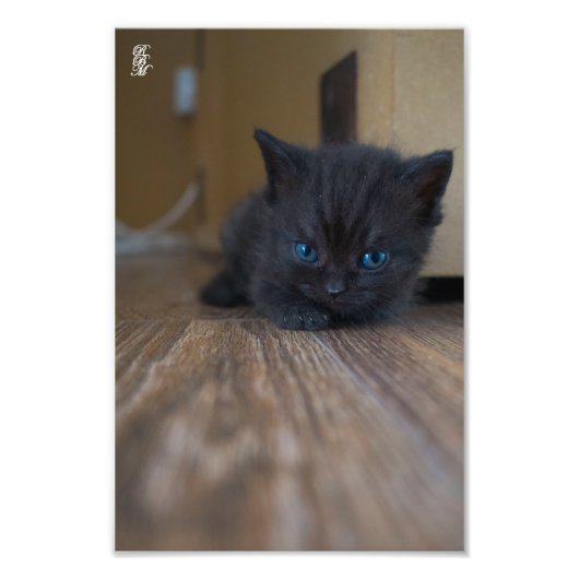 Black Kitten Fotodruck (Vorne)