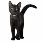 Black Kitten Fotoskulptur Schlüsselanhänger<br><div class="desc">Dieses kleine schwarze Kätzchen macht einen niedlichen 3D-Schlüsselanhänger</div>