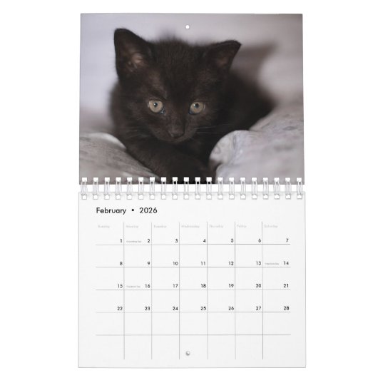 Black Kitten Kalender (Feb 2026)