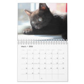 Black Kitten Kalender (Mär 2026)