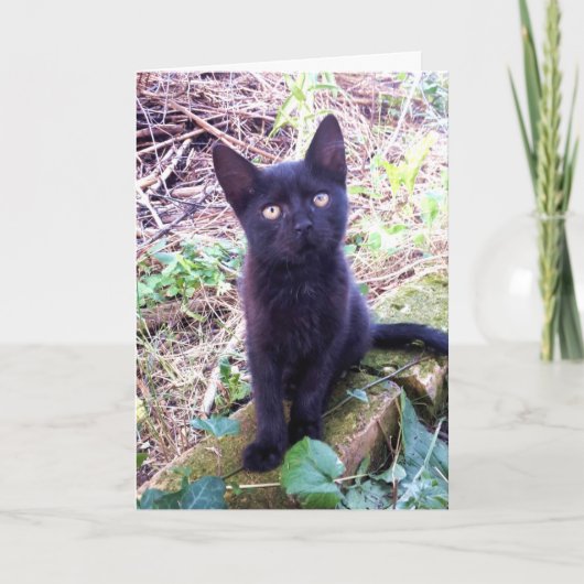 Black Kitten Karte (Vorderseite)