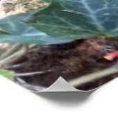Black Kitten Poster (Ecke)