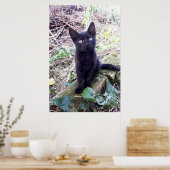Black Kitten Poster (Küche)
