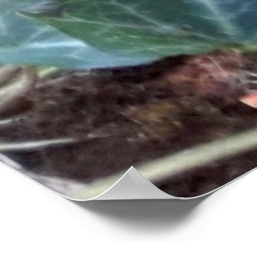 Black Kitten Poster (Ecke)