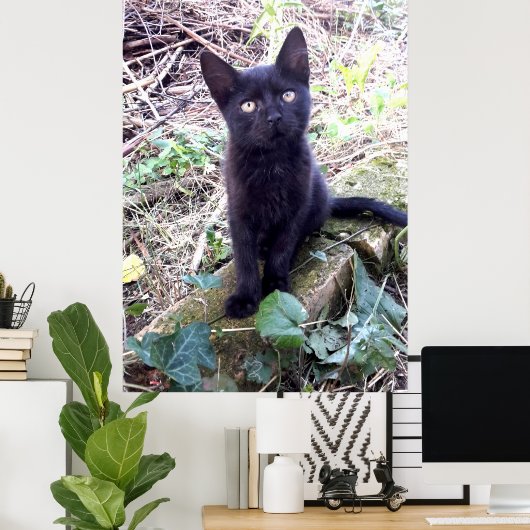 Black Kitten Poster (Heimbüro)