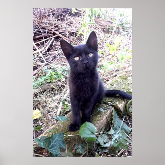 Black Kitten Poster (Vorne)