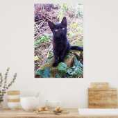 Black Kitten Poster (Küche)