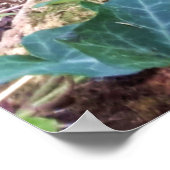 Black Kitten Poster (Ecke)