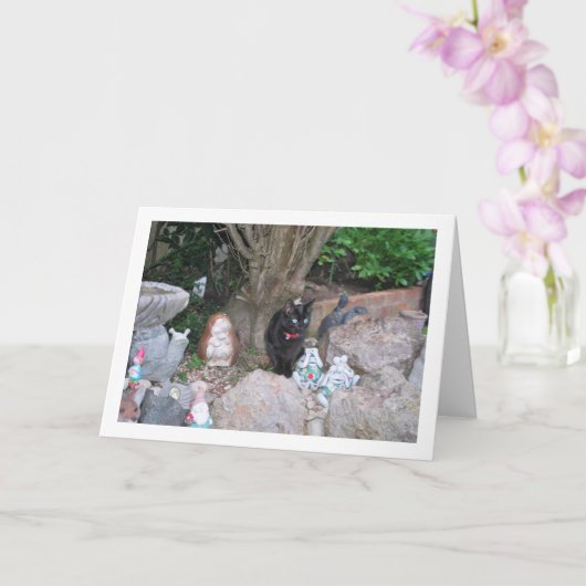 Black Kitten über Rockery Karte (Orchidee)