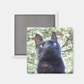 Black Kitty Cat Magnet (Vorderseite/Rückseite)