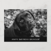 Black Lab Birthday Postkarte (Vorderseite)
