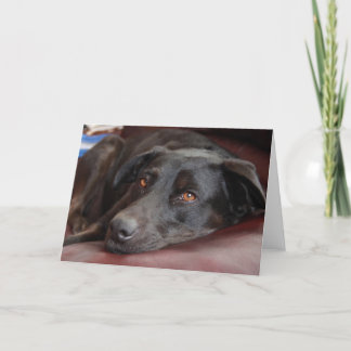 Black Lab Greeting Card Karte