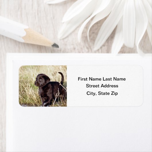 Black Lab Puppy (Insitu)