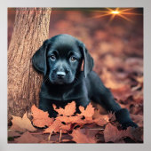 Black Lab Puppy Poster (Vorne)