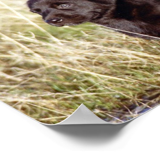 Black Lab Puppy Poster (Ecke)