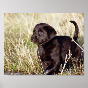 Black Lab Puppy Poster