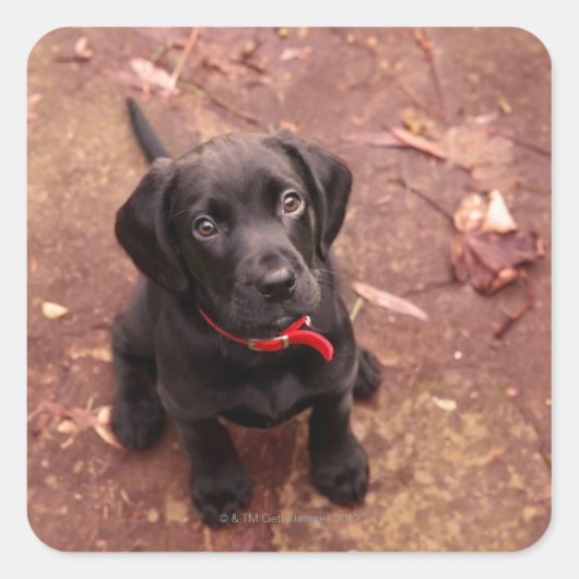 Black Lab Puppy Quadratischer Aufkleber (Vorderseite)