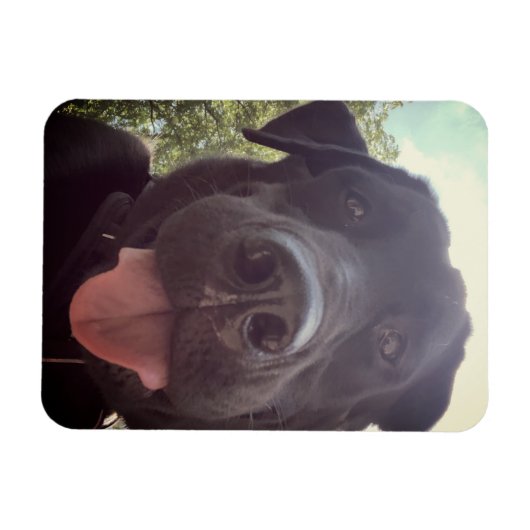 Black Lab Selfie Dog Foto Magnet (Horizontal)