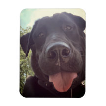 Black Lab Selfie Dog Foto