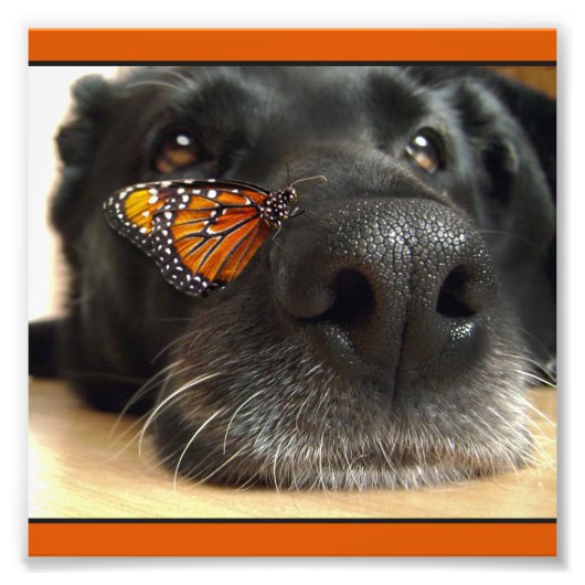 BLack-Labor-Hund mit Schmetterling Fotodruck (Vorne)